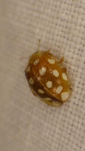 Réf. 275 028 : Halyzia sedecimguttata